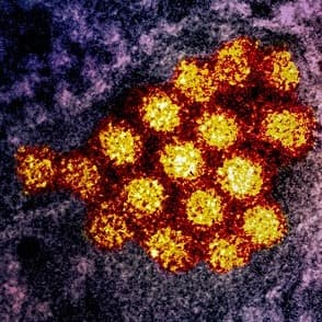 Dengue Virus