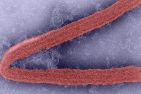 Marburg Virus