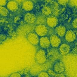 Yellow Fever Virus